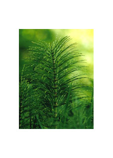 TSA EQUISETUM ARVENSE 50ML