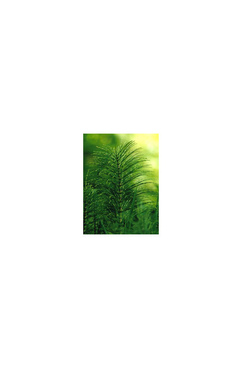 TSA EQUISETUM ARVENSE 50ML TSA EQUISETUM ARVENSE 50ML