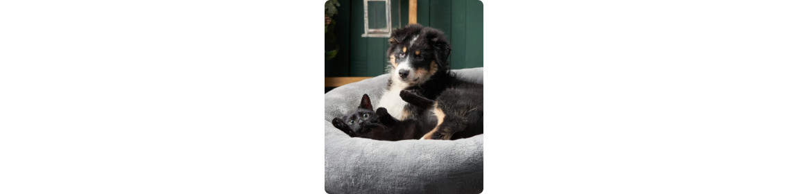 Accessori veterinari