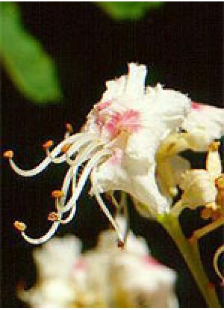 MSA AESCULUS HIPPOCA 50ML