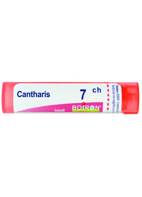 BO.CANTHARIS 7CH TUBO