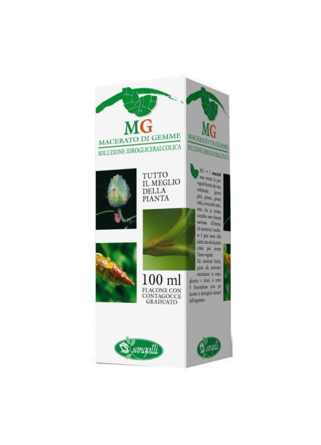 BETULA PUBESCENS 100ML MG