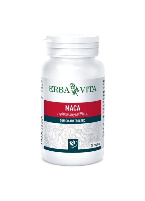 MACA 60 Cps 500mg          EBV